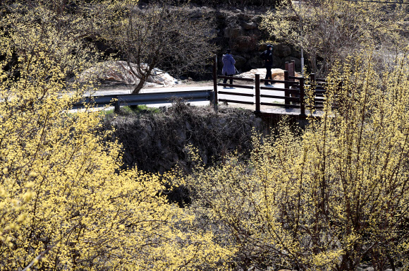 산수유마을에 코로나19 확진자들 다녀가