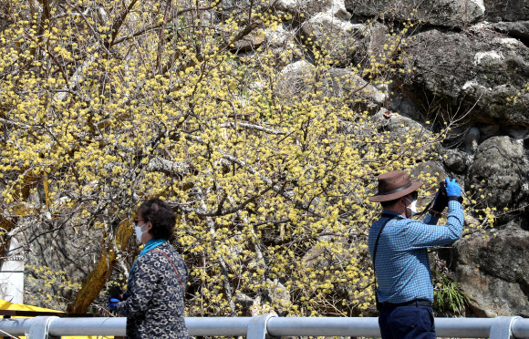 코로나19 확진자 다녀간 산수유마을