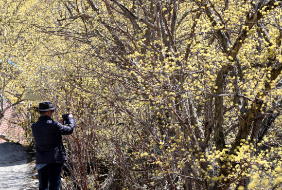 산수유마을 ‘활짝’, 관광객 ‘뚝’