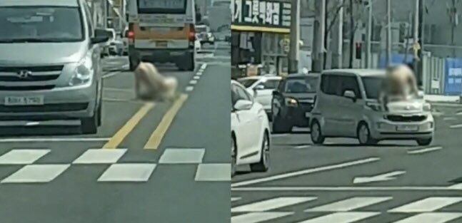 ‘울산 터미네이터’ 제목으로 퍼지고 있는 영상.