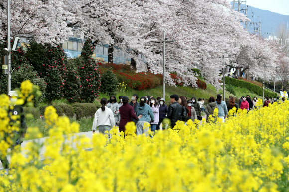 벚꽃 피자 밖으로 나온 시민들