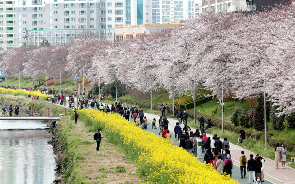벚꽃 피자 밖으로 나온 시민들