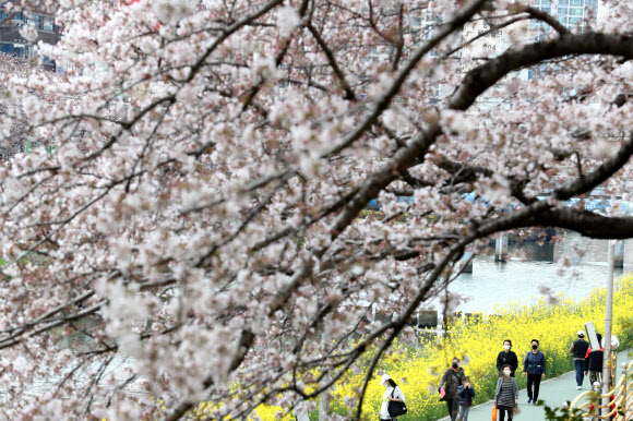벚꽃 피자 밖으로 나온 시민들