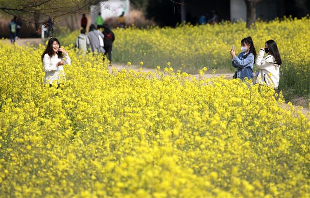 울산에 활짝 핀 ‘유채꽃’