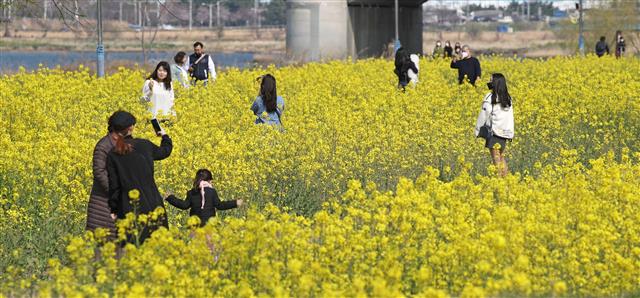 유채꽃 ‘활짝’