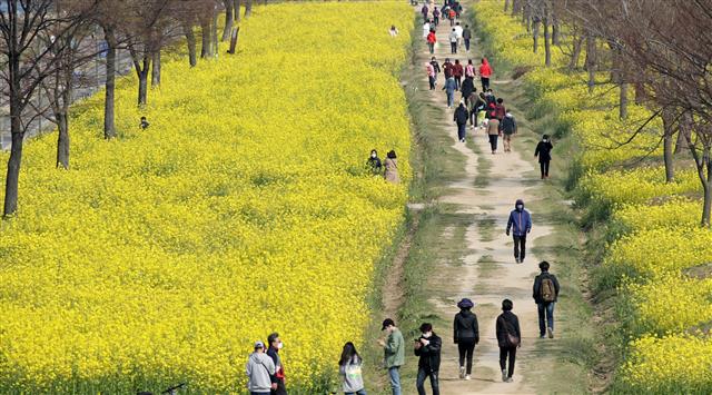 울산 태화강변 ‘유채꽃 활짝’