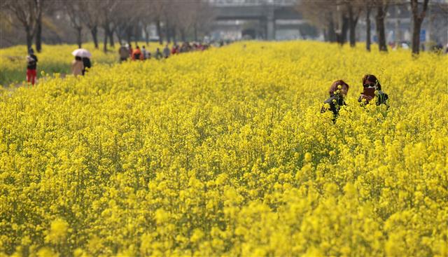 노랗게 물든 울산 태화강변