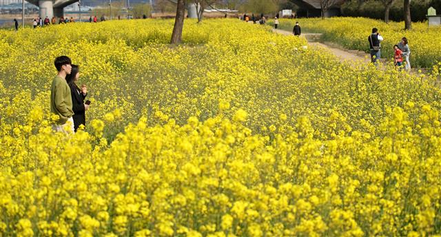 울산 태화강변, 유채꽃 ‘활짝’