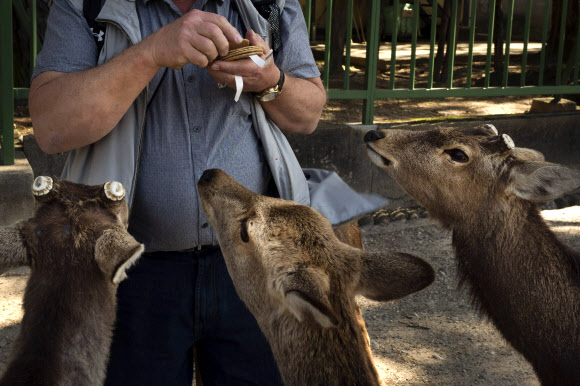 사슴들이 17일(현지시간) 일본 나라에서 관광객에게 먹이를 구하고 있다. AP 연합뉴스