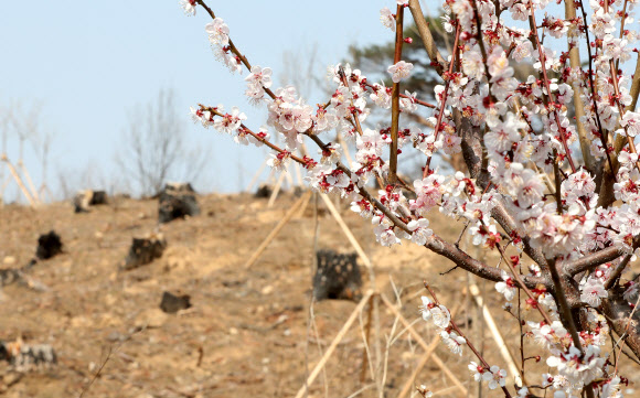 강원 동해안 대형 산불 1주년을 열흘가량 앞둔 25일 강원 고성군 토성면 인흥리의 산불 피해지에 매화가 만발해 있다 . 2020.3.25  연합뉴스