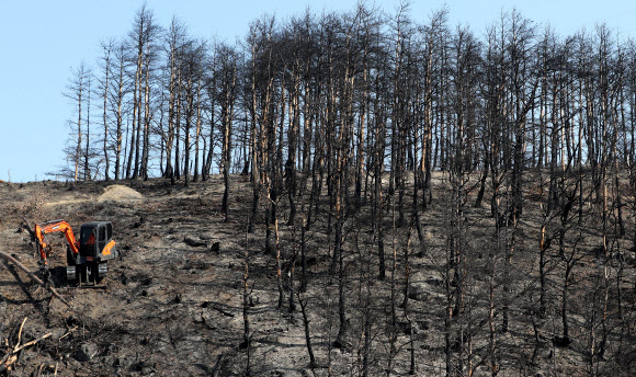 강원 동해안 대형 산불 1주년을 열흘가량 앞둔 25일 강원 고성군 토성면 원암리 일원에서 화재 피해목 제거 작업이 이어지고 있다. 2020.3.25  연합뉴스
