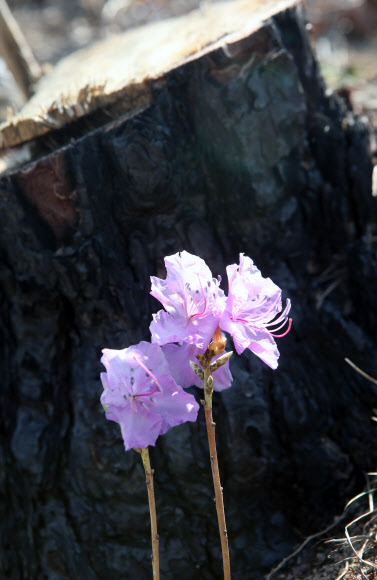 25일 지난해 봄 대형 산불이 발생한 강원 강릉시 옥계면의 한 산기슭에 진달래가 피어 있다. 2020.3.25  연합뉴스