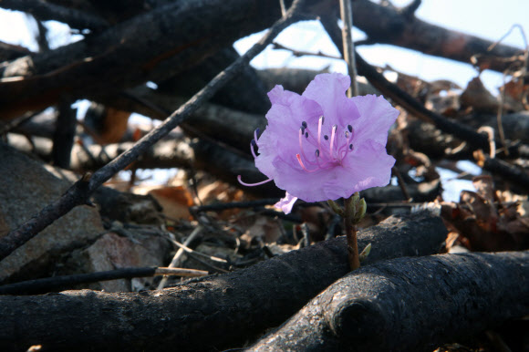 25일 지난해 봄 대형 산불이 발생한 강원 강릉시 옥계면의 한 산기슭에 진달래가 피어 있다. 2020.3.25  연합뉴스