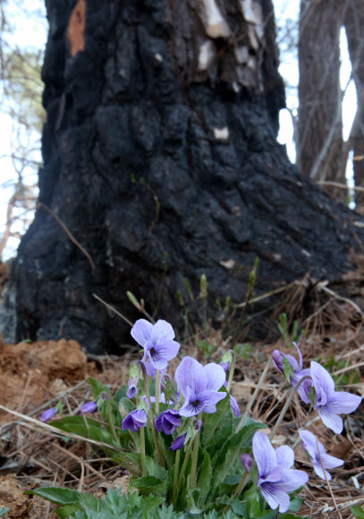 25일 지난해 봄 대형 산불이 발생한 강원 강릉시 옥계면의 한 산기슭에 제비꽃이 피어 있다. 2020.3.25  연합뉴스