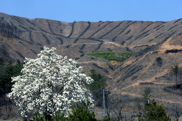 지난해 봄 대형 산불이 발생하면서 울창한 산림이 민둥산으로 변한 강원 강릉시 옥계면의 한 산기슭에 25일 목련이 만발해 있다. 2020.3.25  연합뉴스