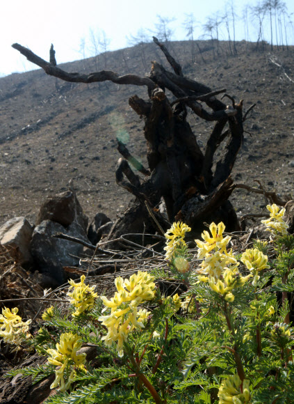 지난해 봄 대형 산불이 발생하면서 울창한 산림이 민둥산으로 변한 강원 강릉시 옥계면의 한 산기슭에 25일 산괴불주머니가 피어있다. 2020.3.25  연합뉴스