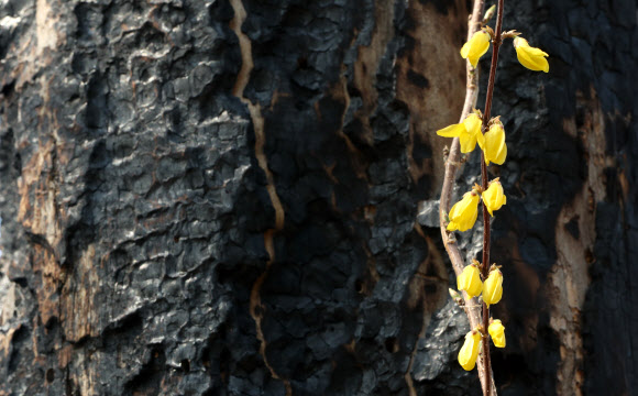 강원 동해안 대형 산불 1주년을 열흘가량 앞둔 25일 강원 고성군 토성군 인흠리의 산불 피해목 인근에 개나리가 피어 있다. 2020.3.25  연합뉴스