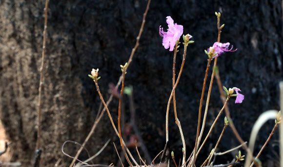 강원 동해안 대형 산불 1주년을 열흘가량 앞둔 25일 강원 고성군 토성군 인흠리의 산불 피해목 인근에 진달래가 피어 있다. 2020.3.25  연합뉴스