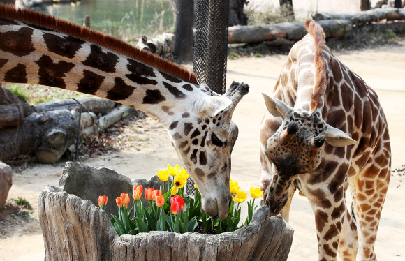 완연한 봄 날씨를 보인 25일 오후 경기도 용인시 에버랜드에서 기린이 활짝 핀 튤립을 바라보고 있다. 2020.3.25  연합뉴스