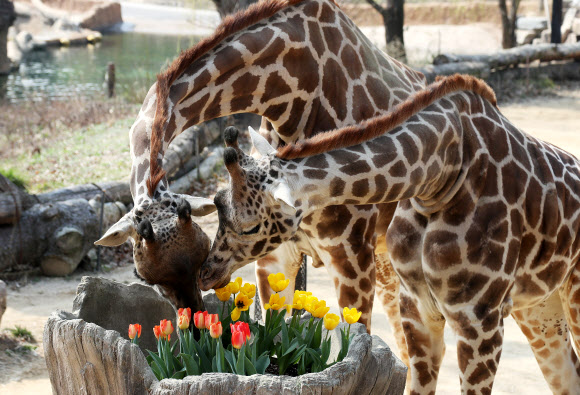 완연한 봄 날씨를 보인 25일 오후 경기도 용인시 에버랜드에서 기린이 활짝 핀 튤립을 보고 있다. 2020.3.25  연합뉴스