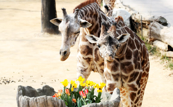 완연한 봄 날씨를 보인 25일 오후 경기도 용인시 에버랜드에서 기린이 활짝 핀 튤립을 바라보고 있다. 2020.3.25  연합뉴스