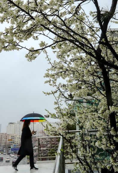 봄비와 벚꽃속 출근길