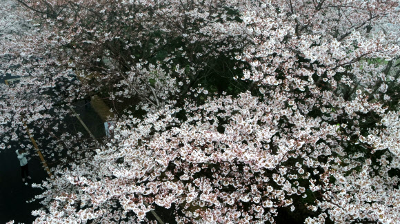 봄비 속 활짝 핀 벚꽃