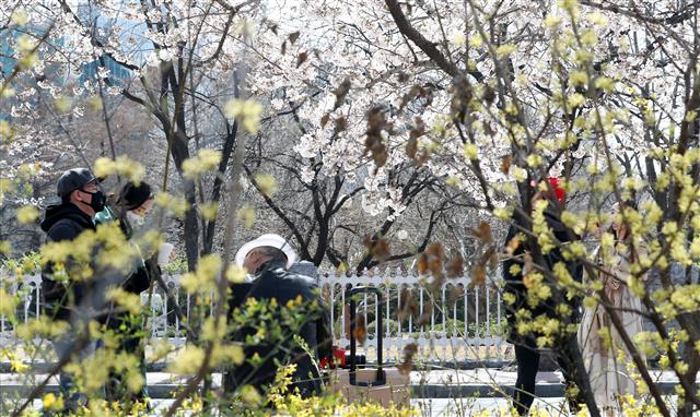 상춘객 느는데… ‘사회적 거리두기’ 고비