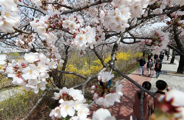 ‘벚꽃 활짝 핀 여의도…꽃놀이는 내년에’