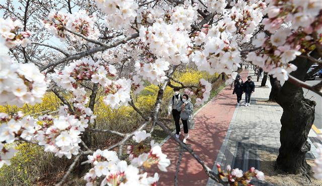 ‘사회적 거리두기 필요한 시점’ 꽃놀이는 내년으로