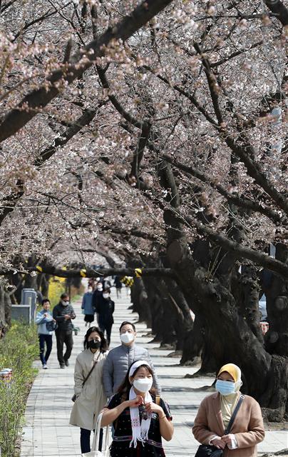 상춘객 발길 이어지는 여의도