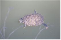환경부는 애완용으로 수입되고 있는 리버쿠터 거북이를 30일 생태계교란생물로 지정했다. 환경부 제공