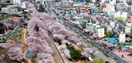 진해 벚꽃 명소?도로 한산