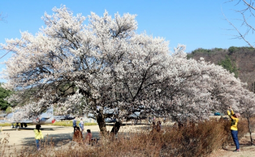 국립대전현충원에 벚꽃 활짝