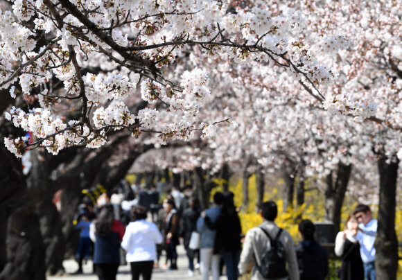 코로나19 확산 방지를 위해 오는 1일 부터 출입을 통제하는 서울 영등포구 여의도 윤중로에서 29일 시민들이 마스크를 쓰고 벚꽃을 만끽하고 있다. 2020.3.29 박윤슬 기자 seul@seoul.co.kr