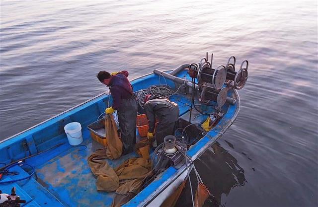 당진 장고항의 한 어부가 앞바다에 쳐놓은 낭장망을 들어올려 그물 안에 있는 실치를 털어 담고 있는 모습.<br>당진시 제공