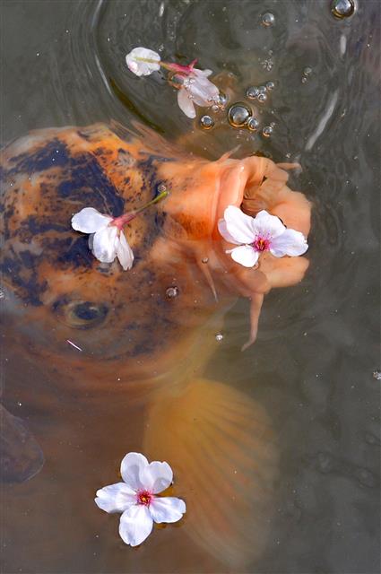 비단잉어 벚꽃 향기가 좋네