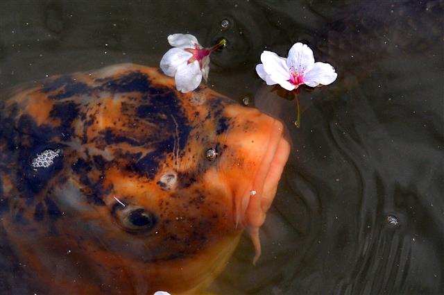 벚꽃 어떤 맛일까