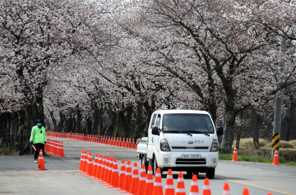 벚꽃 명소 주변 통제