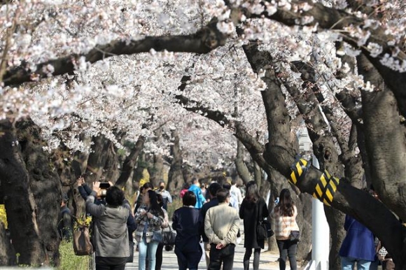 사회적 거리두기 잊은 시민들 ‘벚꽃 나들이’