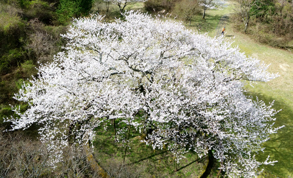 천연기념물 159호 제주 왕벚나무의 위용