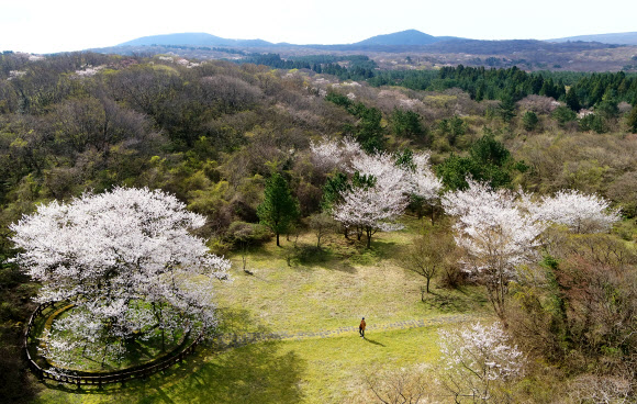꽃 활짝 피운 천연기념물 제주 왕벚나무