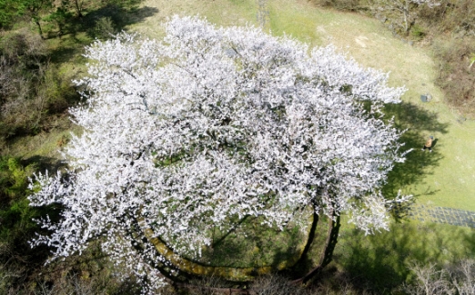 꽃 활짝 피운 천연기념물 제주 왕벚나무