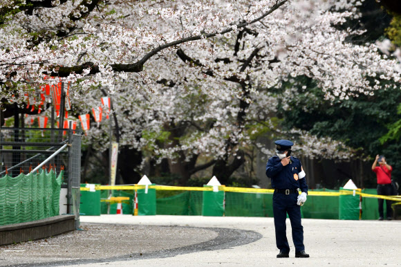 코로나19로 폐쇄된 도쿄 벚꽃 명소