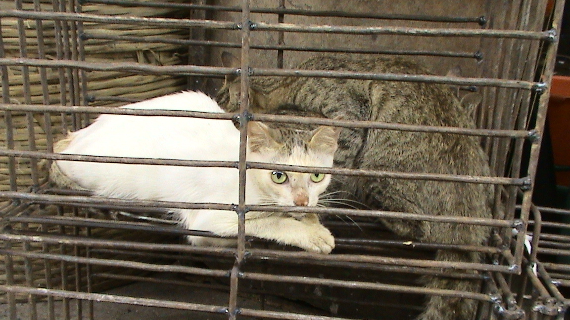 동아시아 지역의 한 시장에서 도살 직전에 있는 고양이. 위키미디어