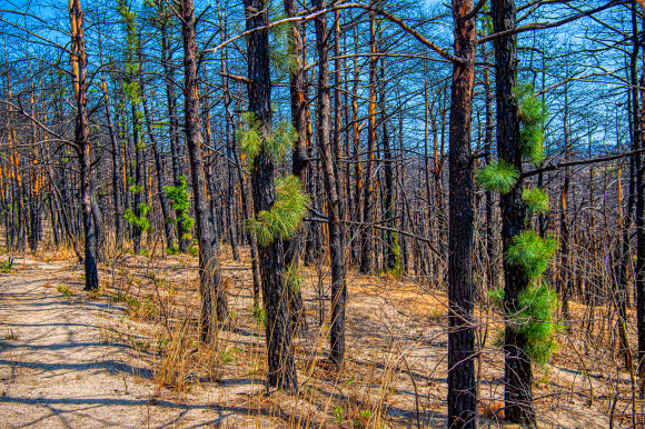 산불 지역에 돋아나는 희망