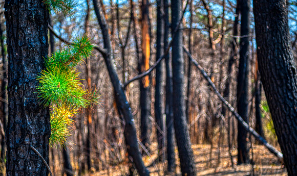 산불 지역에 돋아나는 희망