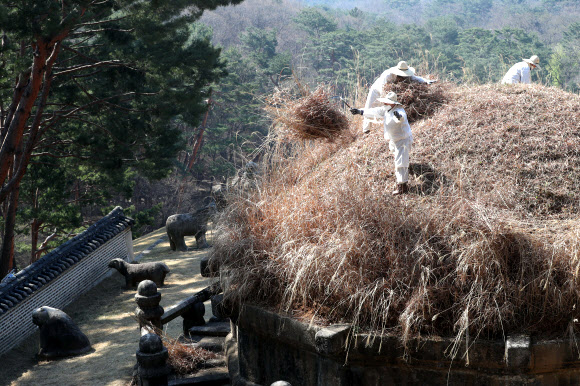 한식 맞이 건원릉 억새 베기