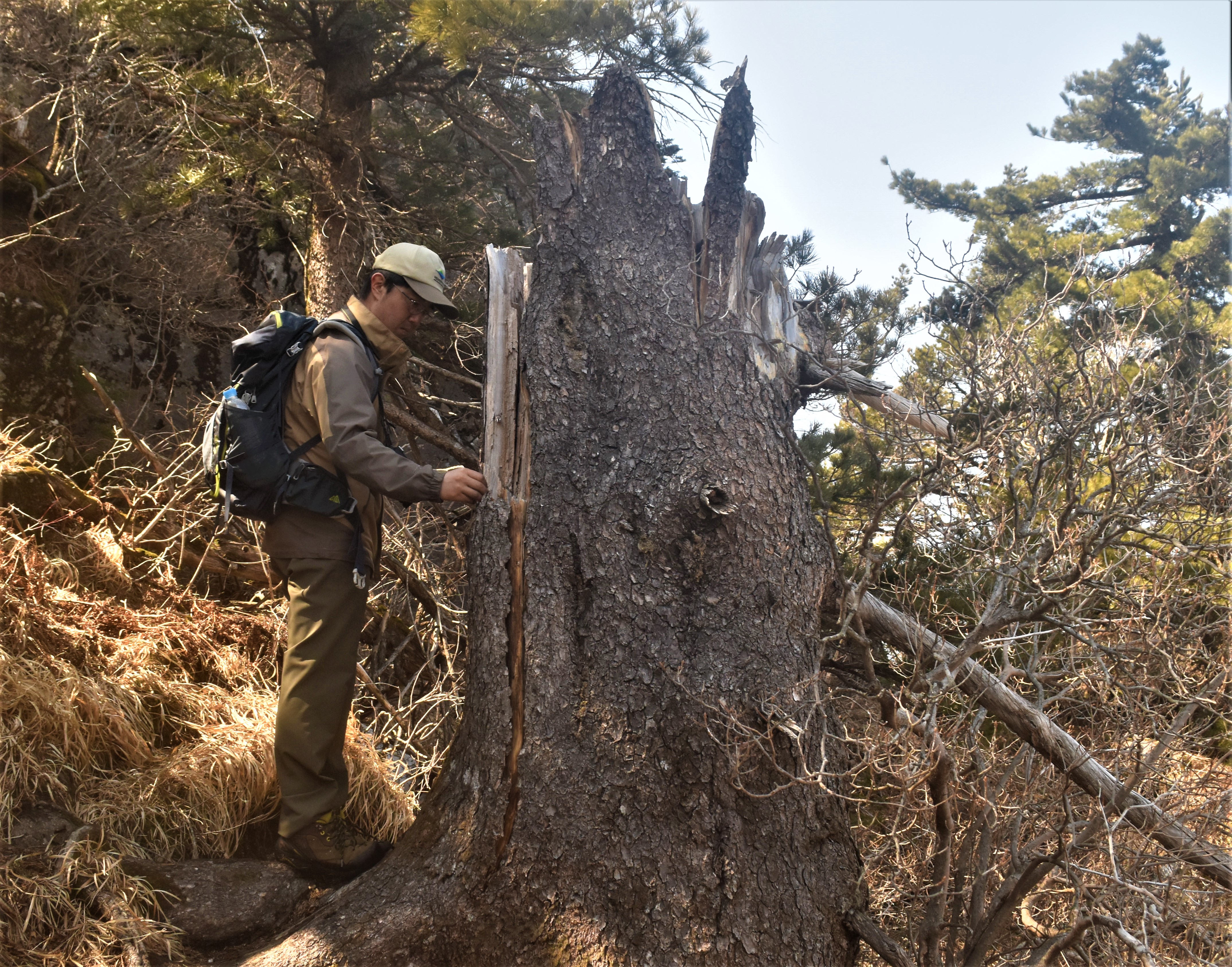 기후변화 영향으로 지리산의 가문비나무 집단 고사가 발생하고 있다. 지난달 녹색연합이 지리산 중봉에서 남한에서 가장 오래된 가문비나무 고사목을 측정하고 있다. 녹색연합 제공
