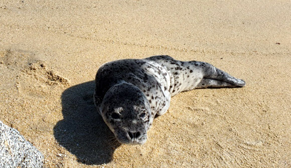 지난 5일 오전 9시36분께 강원 강릉시 주문진 교항리 바닷가에서 발견된 새끼 물범. 관광객이 발견한 이 물범은 구조돼 인근 아쿠아리움으로 옮겨졌다. 2020.4.6 속초해경 제공